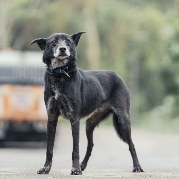 Black adult male mixed-breed dog, Medium, shelter no. …2505