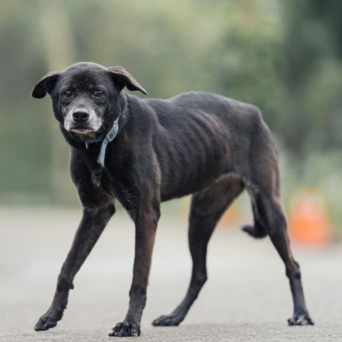 Photo of No. AAAEG103112601, Adult · Female · Medium · Mixed breed