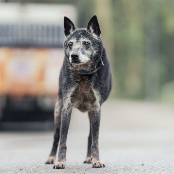 Photo of No. AAAEG104032514, Adult · Female · Medium · Mixed breed