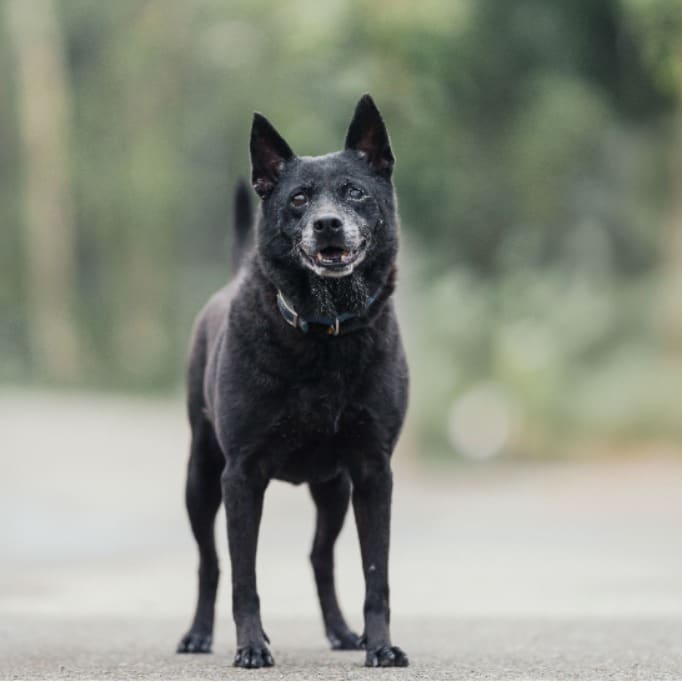 Photo of No. AAAEG104033003, Adult · Female · Medium · Mixed breed