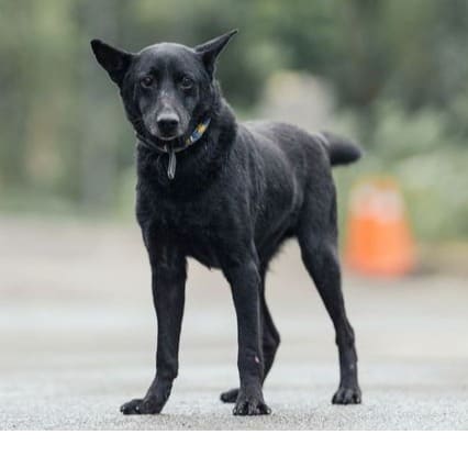 Photo of No. AAAEG104101310, Adult · Male · Medium · Mixed breed