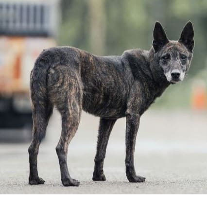 Photo of No. AAAEG105022009, Adult · Female · Medium · Mixed breed