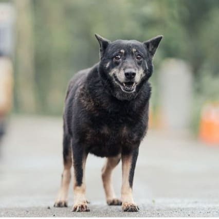 Photo of No. AAAEG105032806, Adult · Female · Medium · Mixed breed