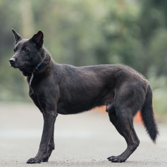 Photo of No. AAAEG105071407, Adult · Male · Medium · Mixed breed