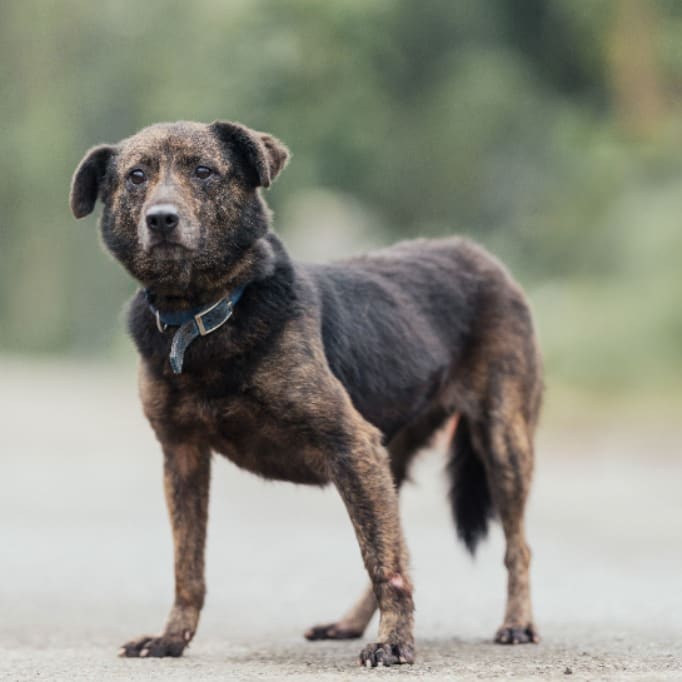 Photo of No. AAAEG106051805, Adult · Female · Medium · Mixed breed