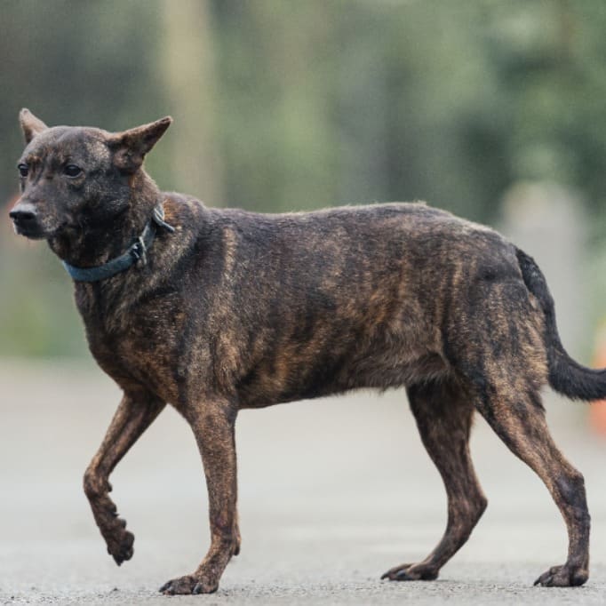 Photo of No. AAAEG106062108, Adult · Female · Medium · Mixed breed