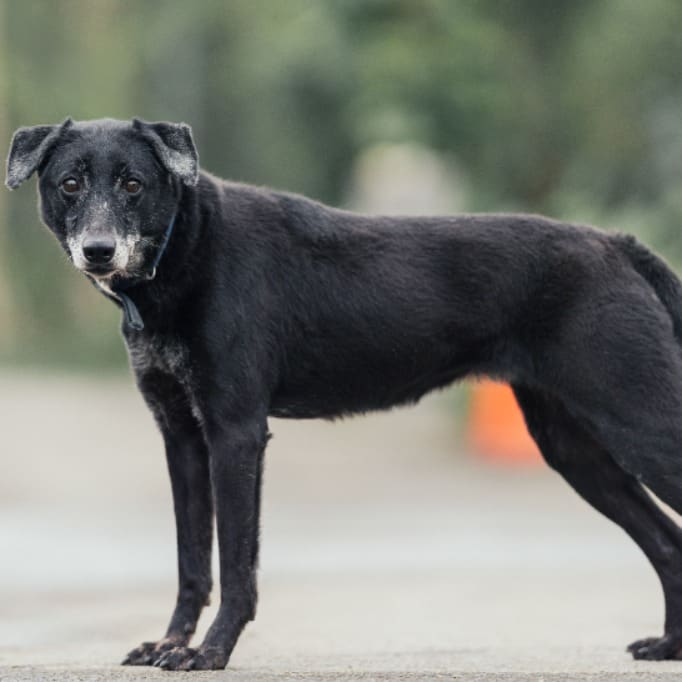 Photo of No. AAAEG106062202, Adult · Female · Medium · Mixed breed