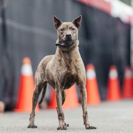 Photo of No. AAAEG106062602, Adult · Female · Medium · Mixed breed