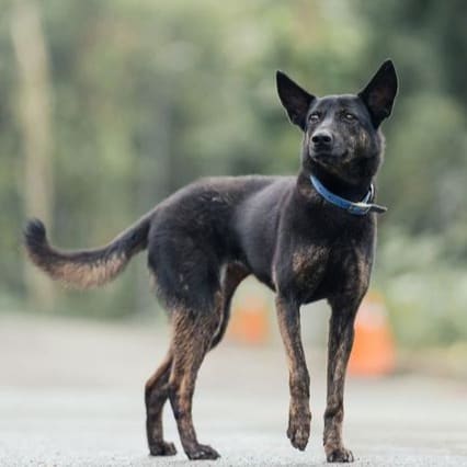 Photo of No. AAAEG106090102, Adult · Female · Medium · Mixed breed