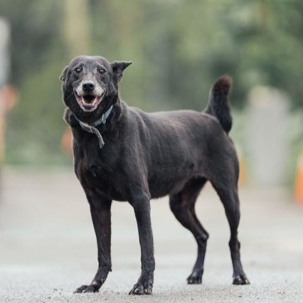 Photo of No. AAAEG106092002, Adult · Female · Medium · Mixed breed