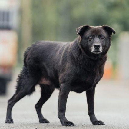 Photo of No. AAAEG1070504001, Adult · Female · Medium · Mixed breed