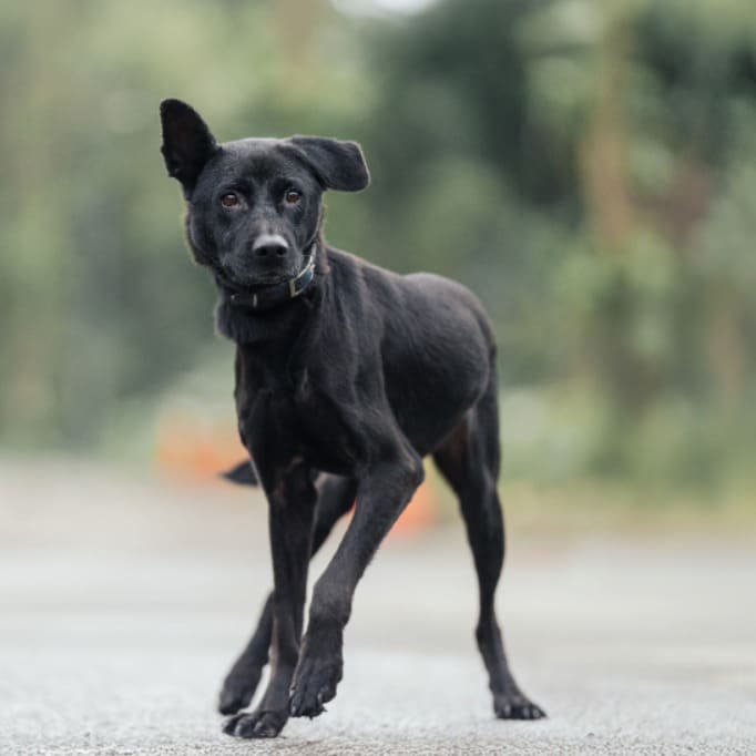 Photo of No. AAAEG1081005004, Adult · Female · Medium · Mixed breed