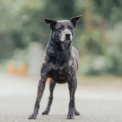 Photo of No. AAAEG1081223007, Adult · Female · Medium · Mixed breed
