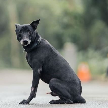 Photo of No. AAAEG1090124003, Adult · Male · Medium · Mixed breed