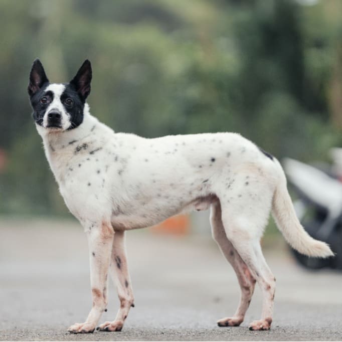 Black-and-white adult male mixed-breed dog, Medium, shelter no. …9003
