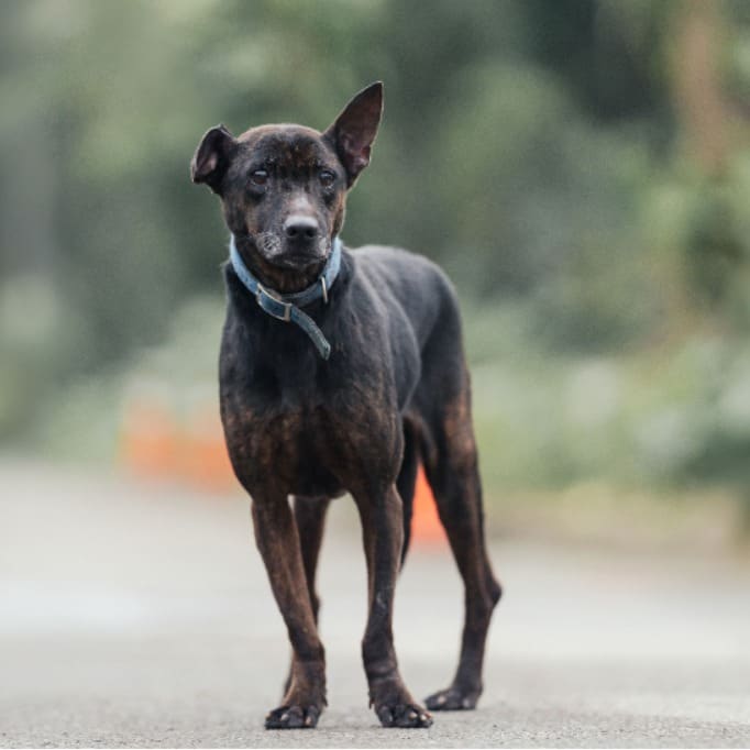 Photo of No. AAAEG1100130002, Adult · Female · Medium · Mixed breed