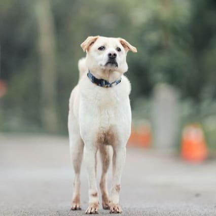 Tan-and-white adult male mixed-breed dog, Medium, shelter no. …6003