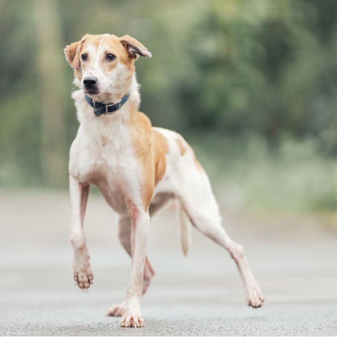 Photo of No. AAAEG1120116001, Young · Male · Medium · Mixed breed