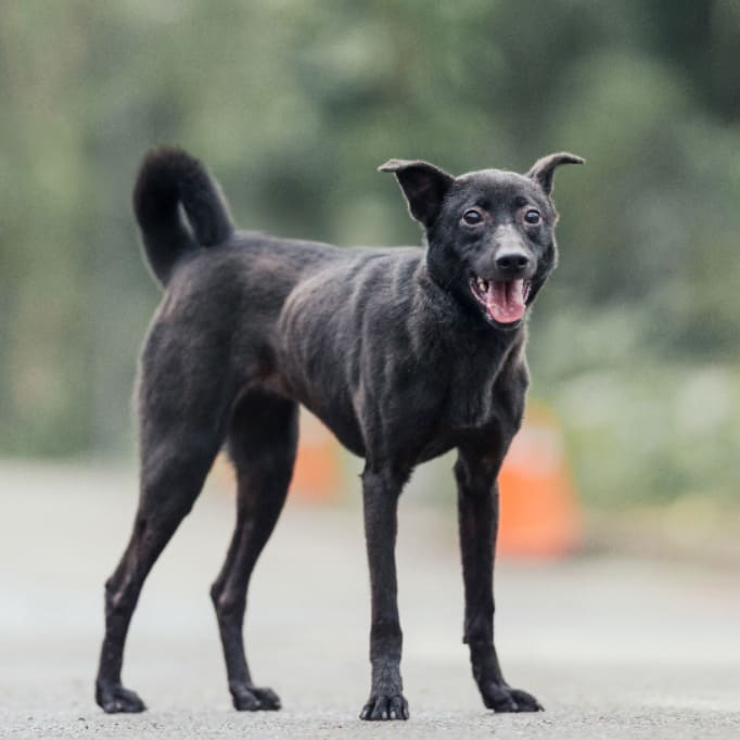 Photo of No. AAAEG1120222006, Adult · Female · Medium · Mixed breed