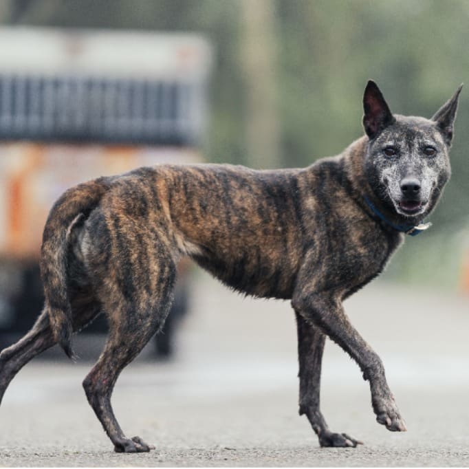 Photo of No. AAAEG1120717001, Adult · Female · Medium · Mixed breed