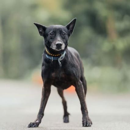 Black adult female mixed-breed dog, Medium, shelter no. …3001