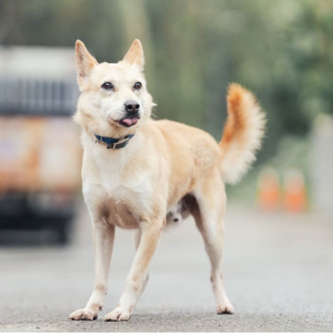 Photo of No. AAAEG1130324001, Adult · Male · Medium · Mixed breed