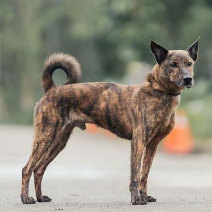 Photo of No. AAAEG1130508001, Adult · Male · Medium · Mixed breed