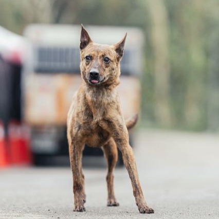 Photo of No. AAAEG1130519001, Adult · Female · Medium · Mixed breed