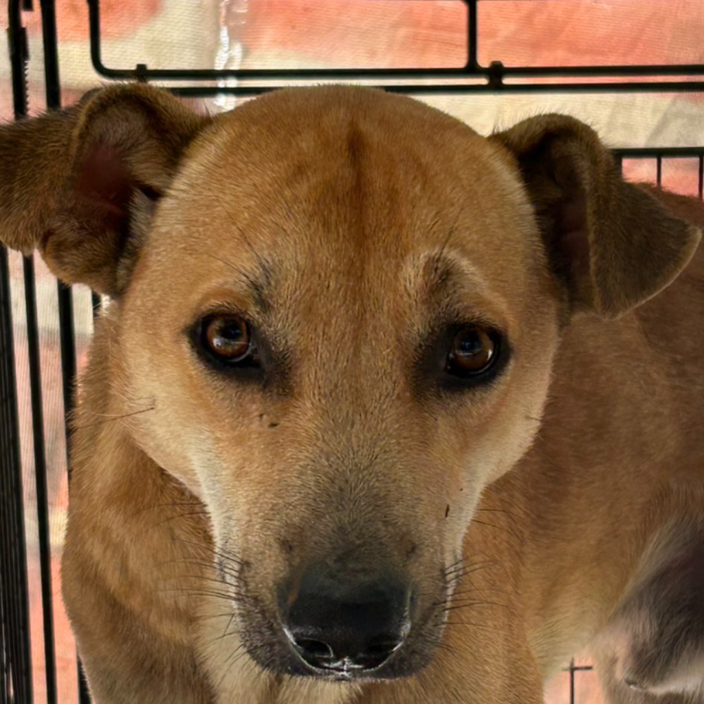 Photo of No. PAAAG1140102002, Adult · Male · Large · Mixed breed