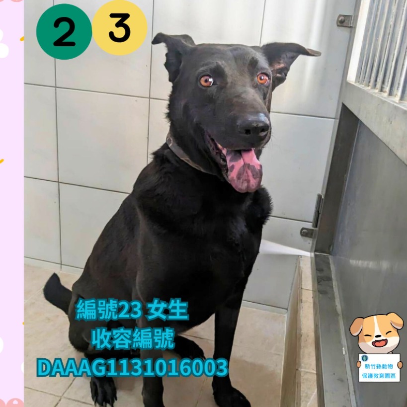 Photo of No. DAAAG1131016003, Adult · Female · Large · Mixed breed