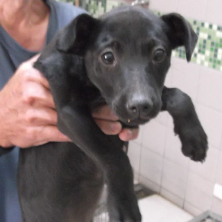 Black young female mixed-breed dog, Small, shelter no. …2109