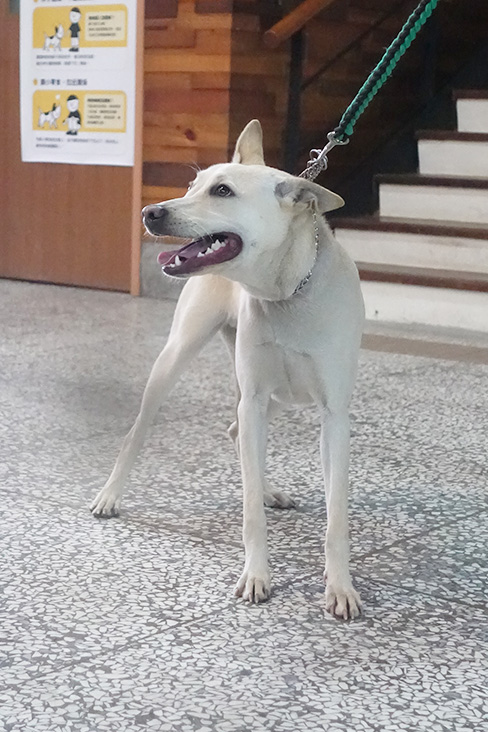 Photo of No. 1140100, Adult · Male · Large · Mixed breed