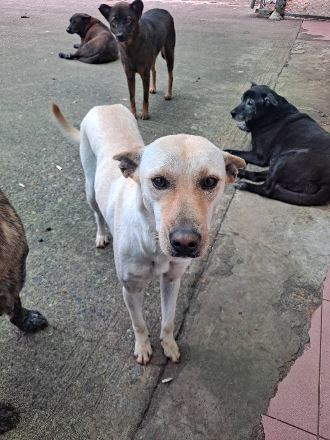 Photo of No. MAAAG1140122001, Adult · Female · Medium · Mixed breed