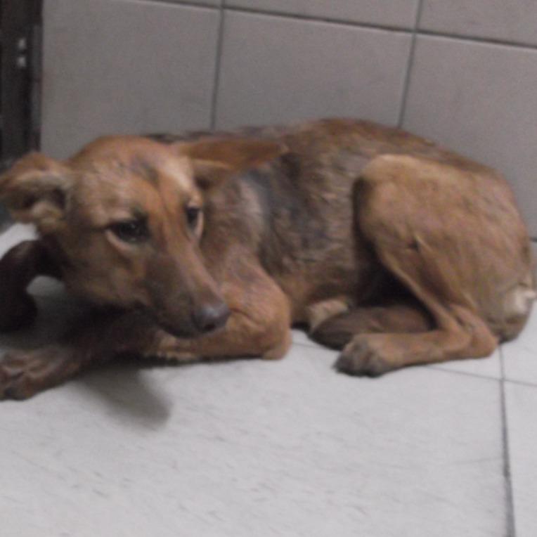 Photo of No. LAABG113010503, Young · Female · Medium · Mixed breed