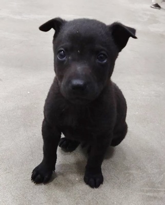 Photo of No. FAABG11401166002, Young · Male · Medium · Mixed breed