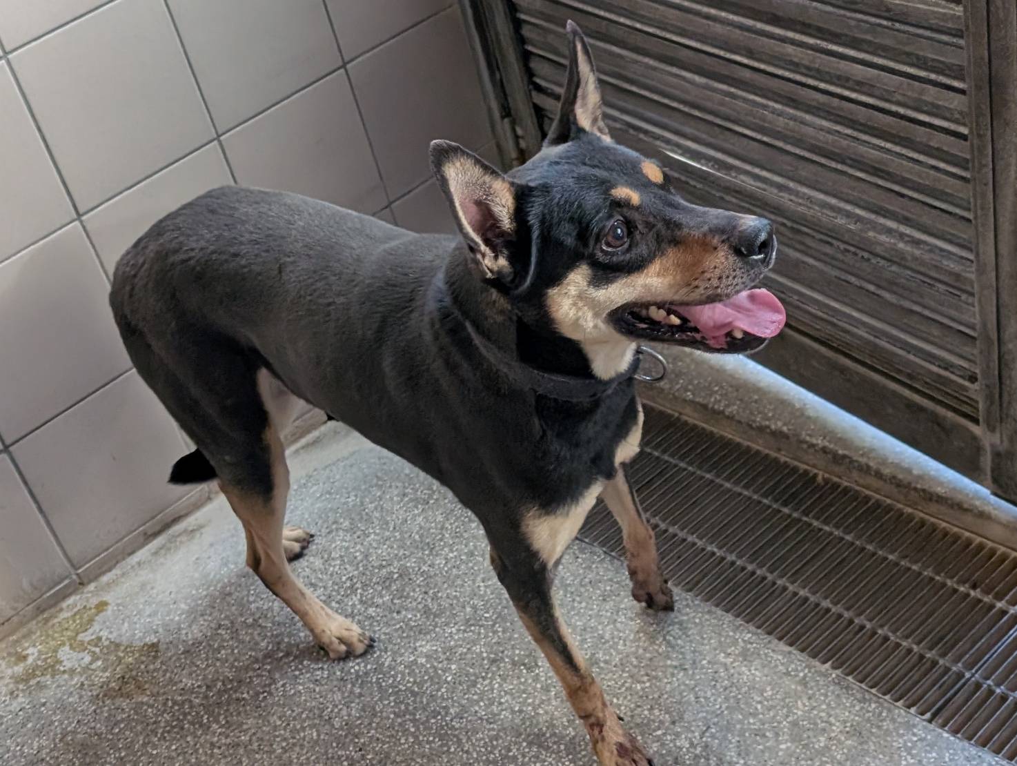 Photo of No. LAABG114011702, Adult · Male · Large · Mixed breed