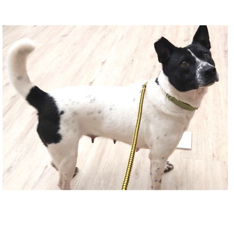 Black-and-white adult female mixed-breed dog, Medium, shelter no. …7012