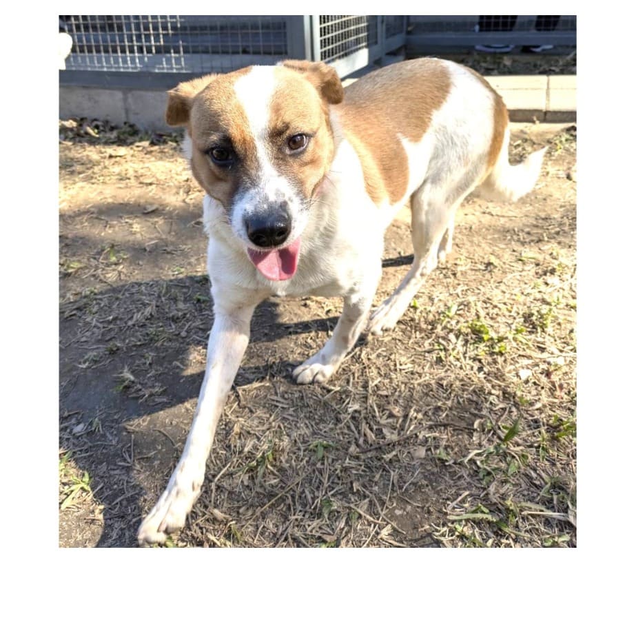Tan-and-white adult female mixed-breed dog, Medium, shelter no. …7013