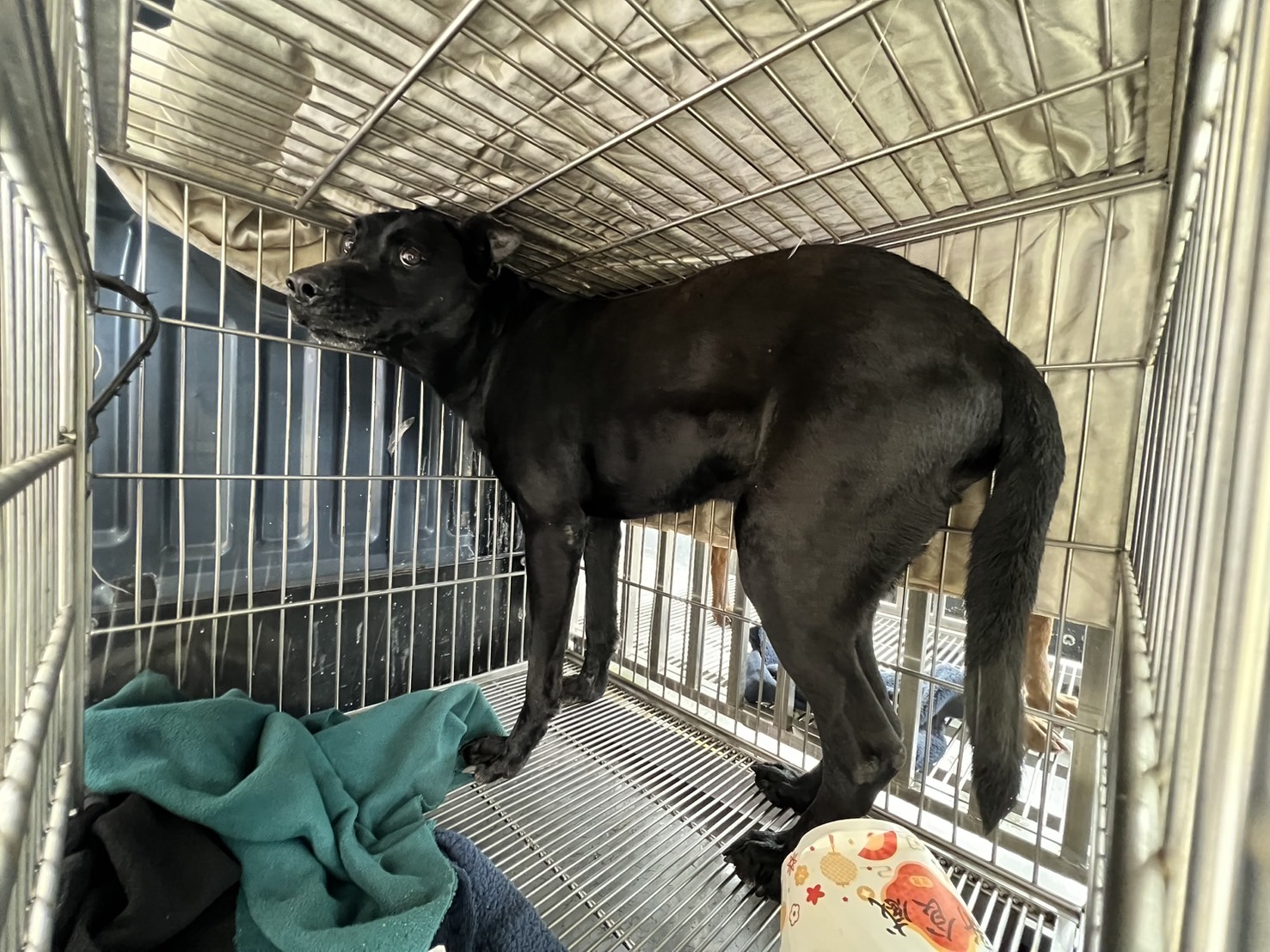 Black adult male mixed-breed dog, Medium, shelter no. …5003