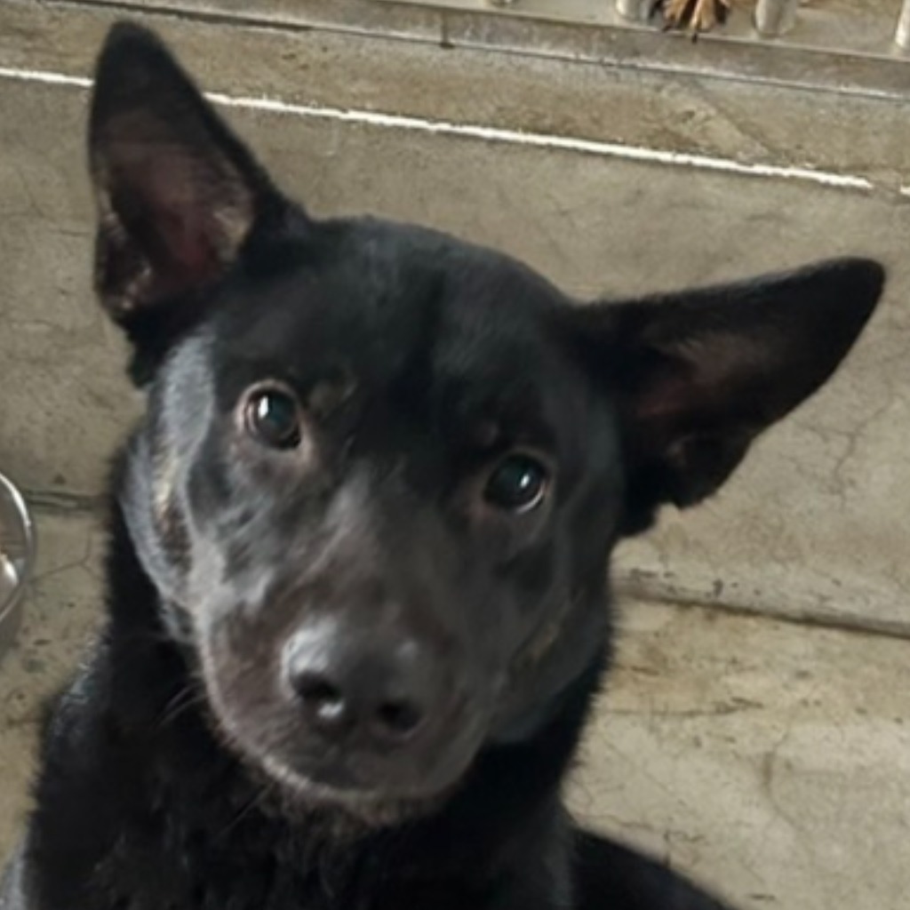 Photo of No. PAAAG1140124022, Adult · Female · Large · Mixed breed