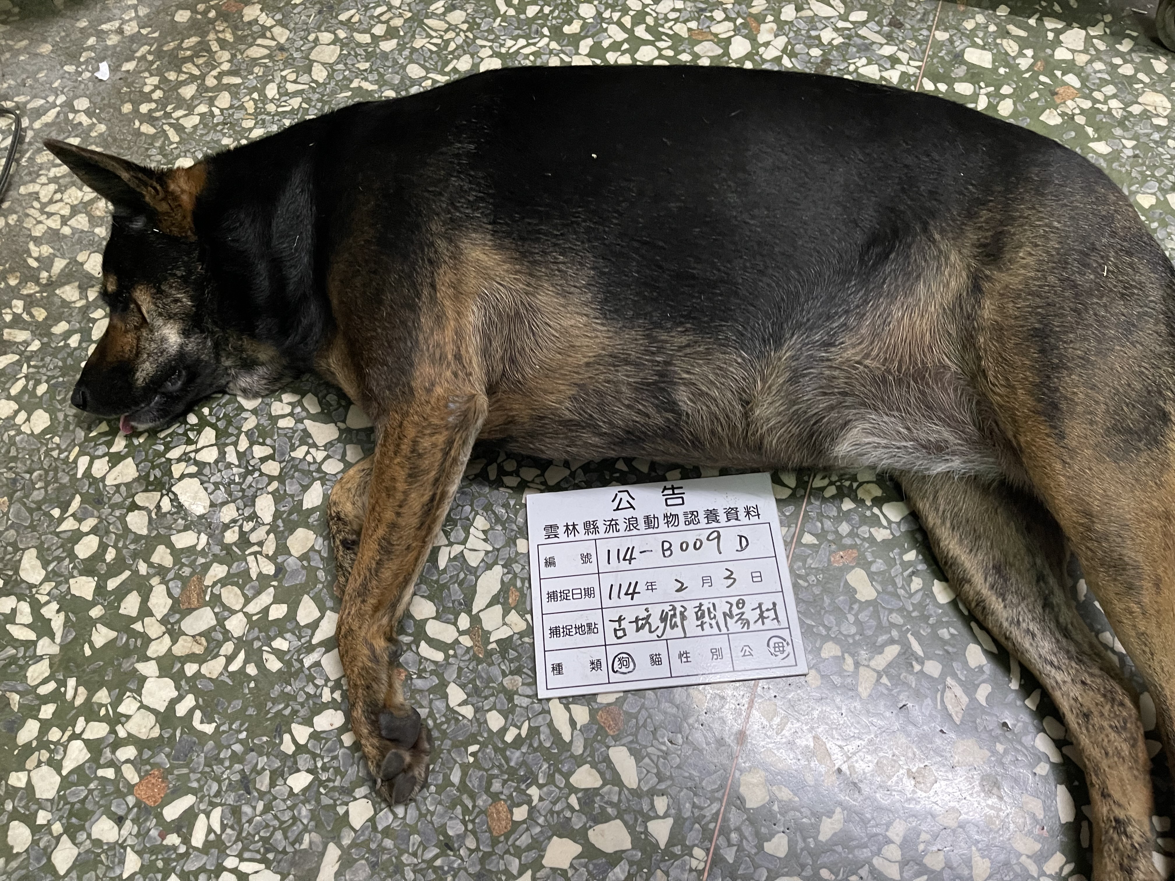 Photo of No. 114-B009D, Adult · Female · Large · Mixed breed
