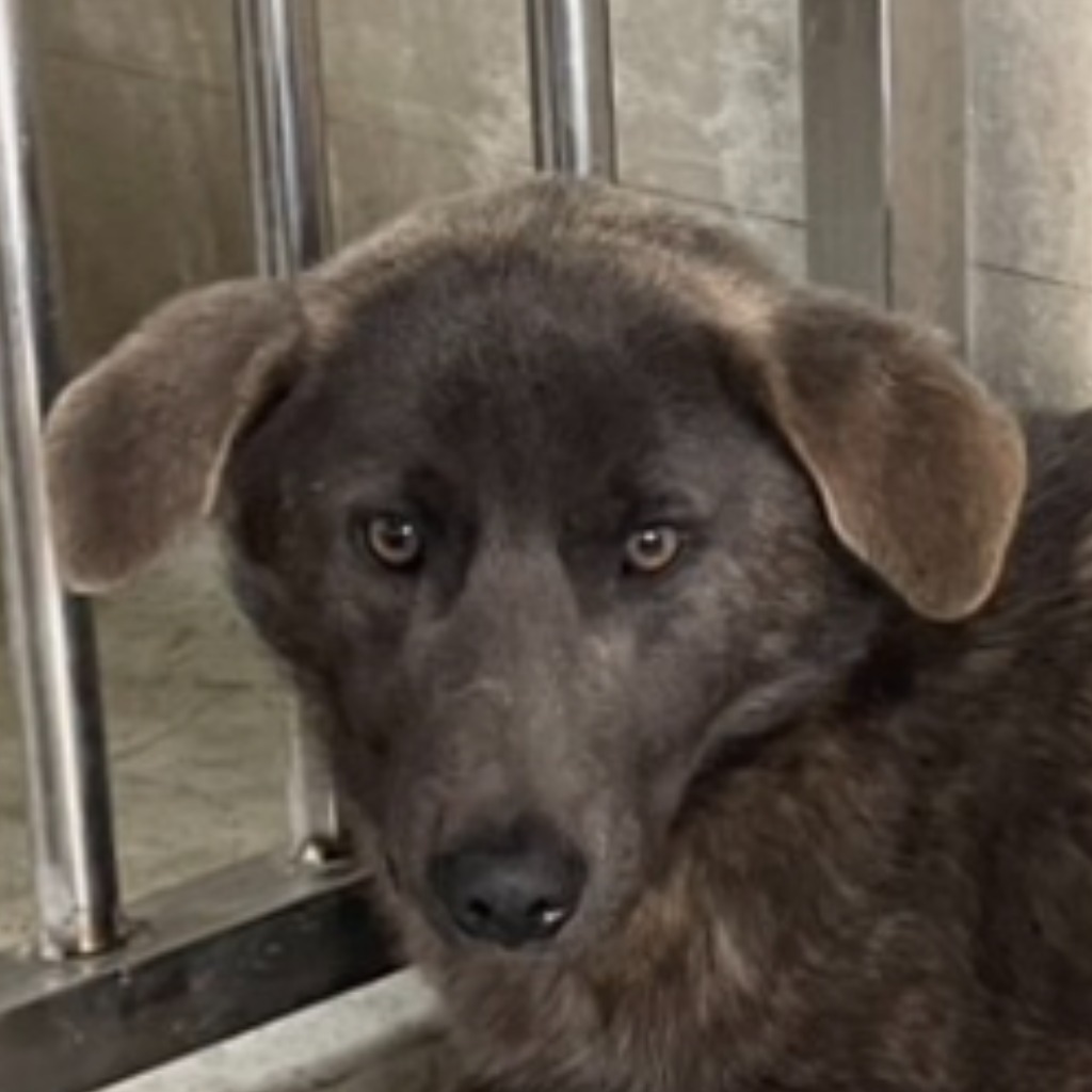 Photo of No. PAAAG1140203002, Adult · Male · Large · Mixed breed