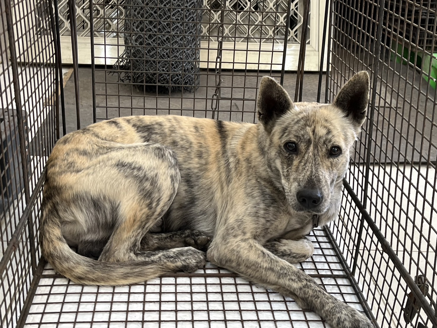 Photo of No. 1140204D01, Adult · Male · Medium · Mixed breed
