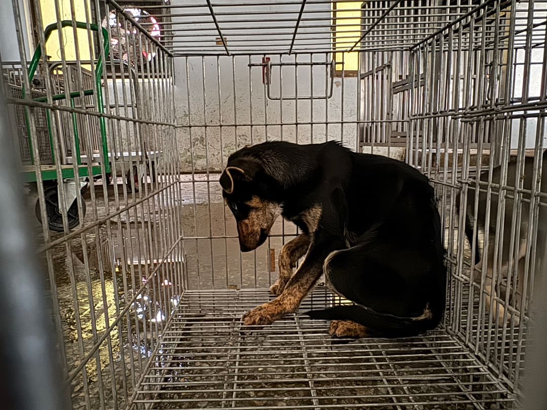 Photo of No. S140206-18, Adult · Male · Medium · Mixed breed