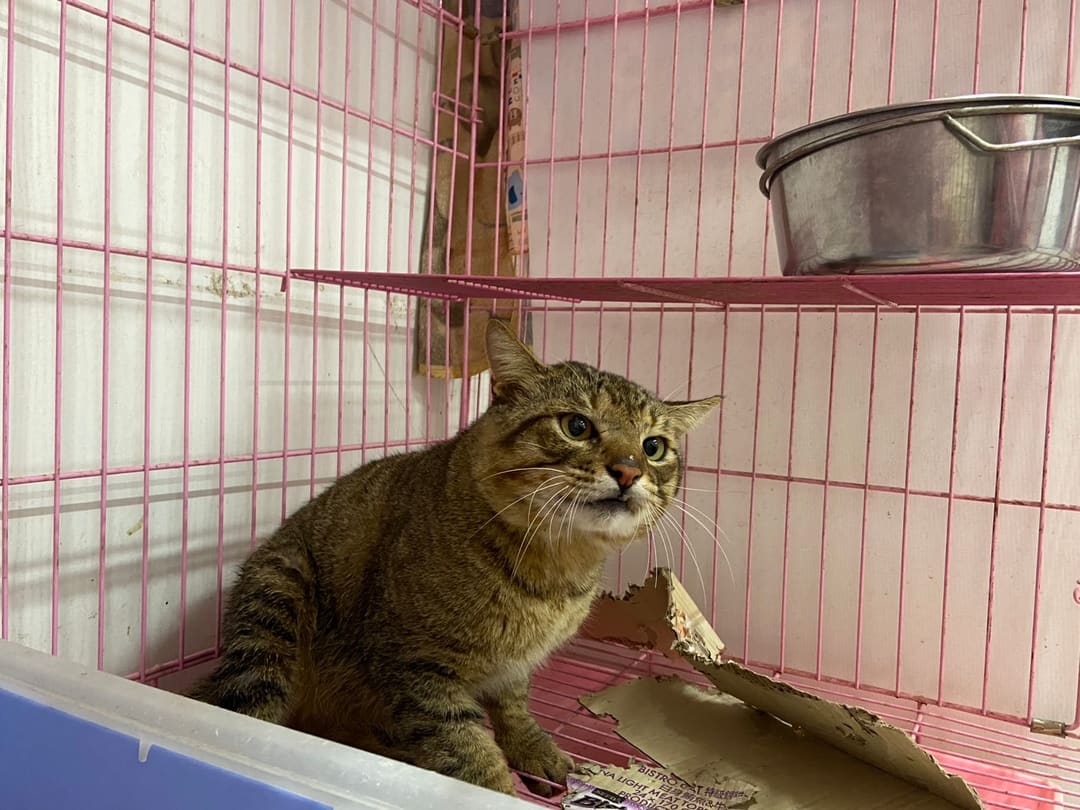 Photo of No. VAAAG114020702, Adult · Male · Medium · Mixed breed