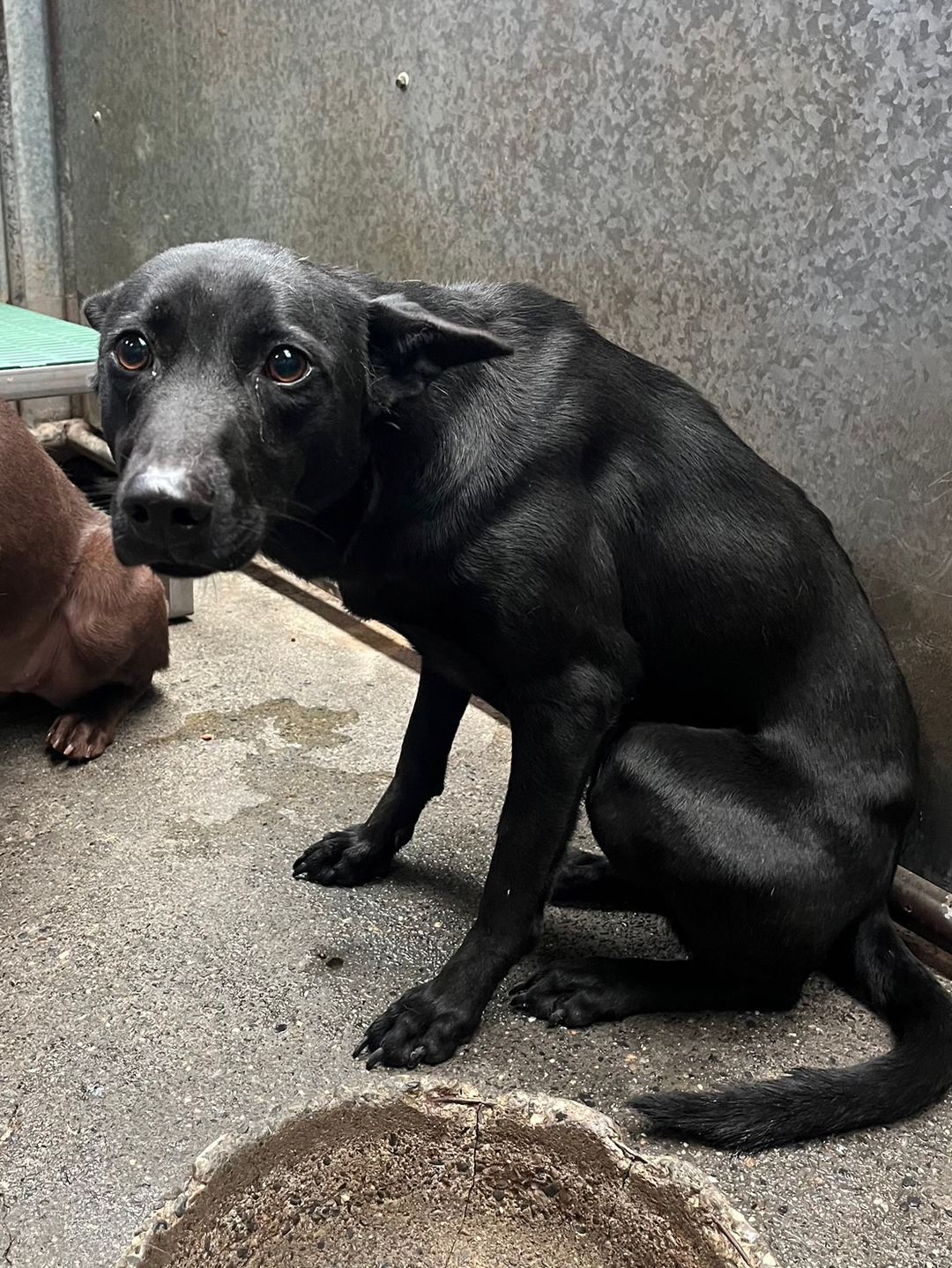 Photo of No. GAAAG1140208002, Adult · Female · Medium · Mixed breed