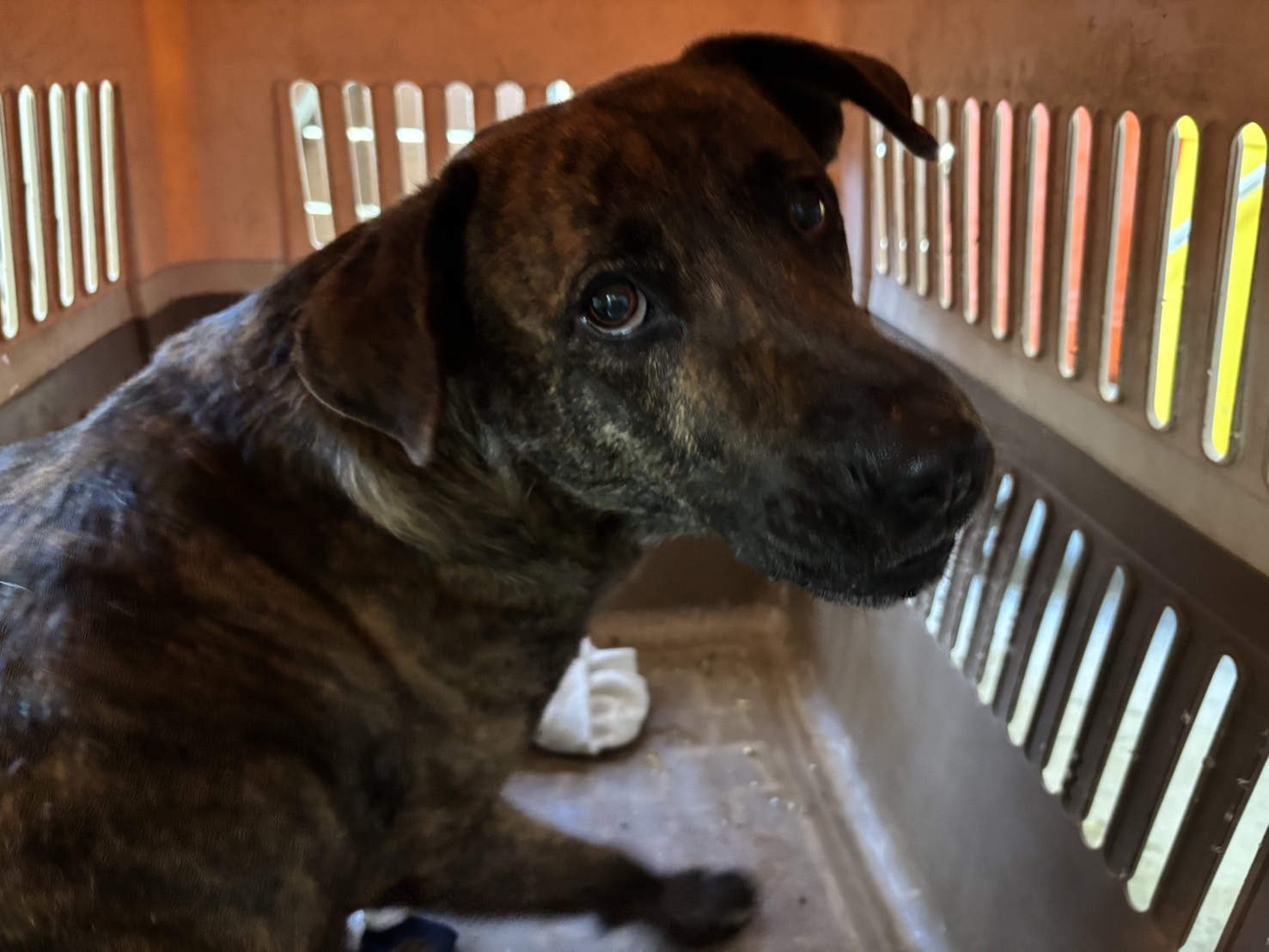 Photo of No. AAAHG1140210001, Adult · Male · Medium · Mixed breed