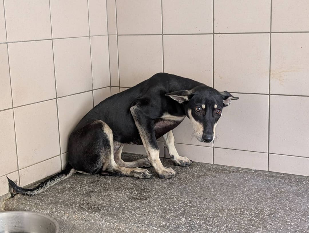 Photo of No. LAABG114020310, Adult · Female · Large · Mixed breed