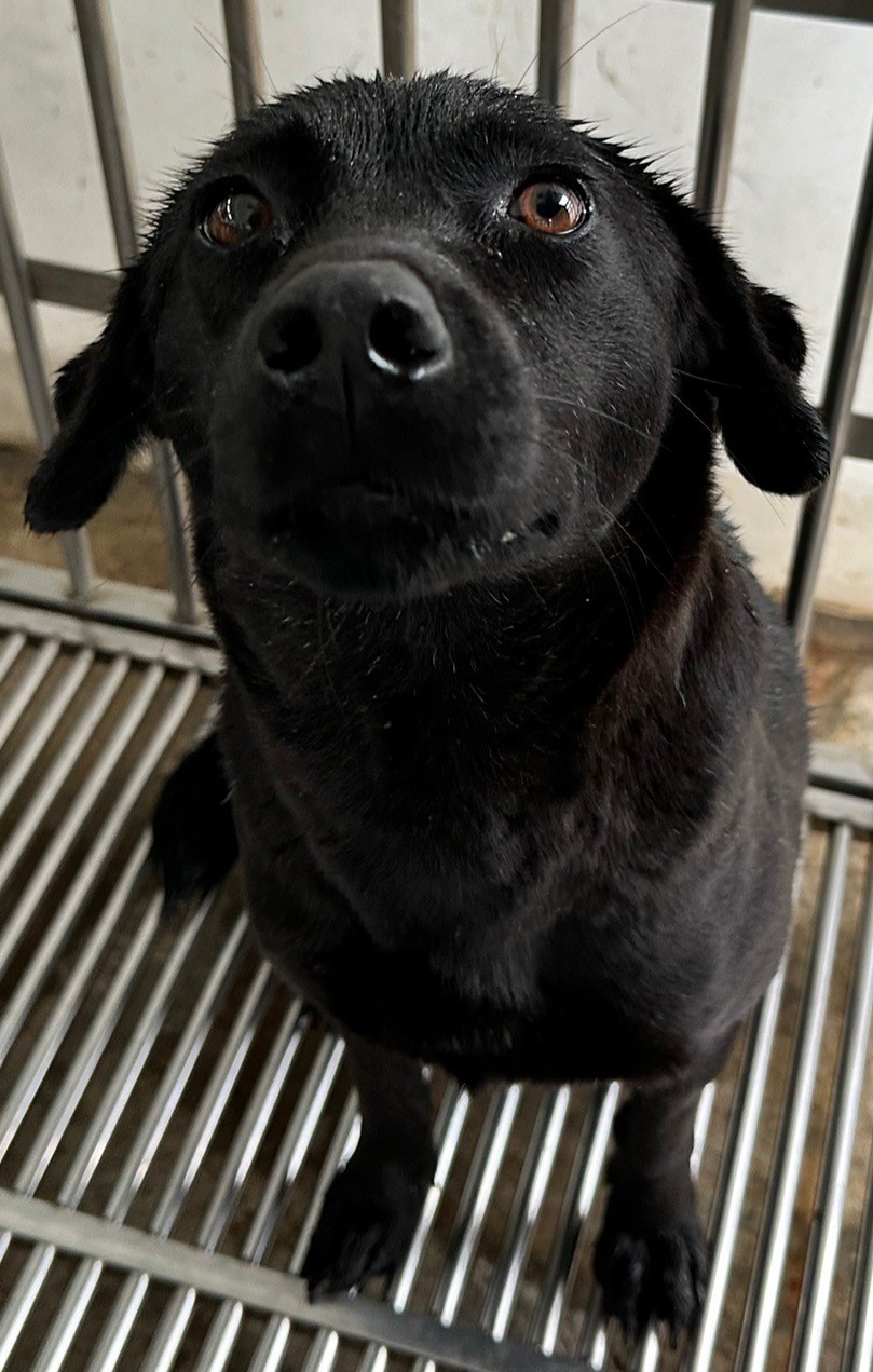 Photo of No. OAAAG1140212013, Adult · Female · Medium · Mixed breed