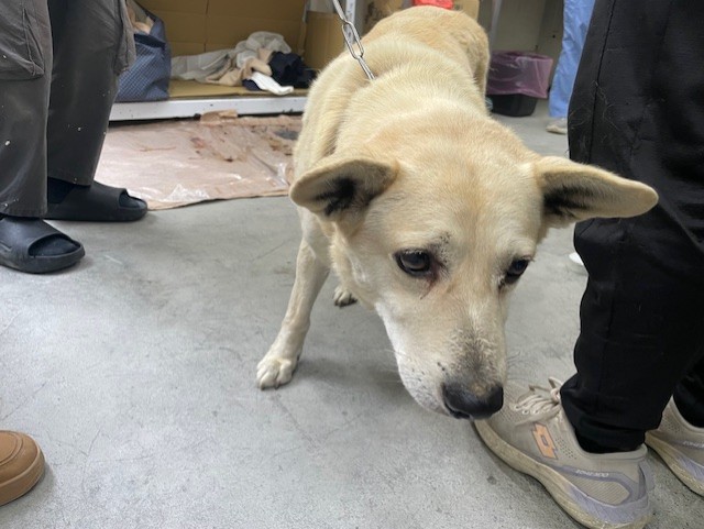 Photo of No. VAAAG114021202, Adult · Male · Medium · Mixed breed